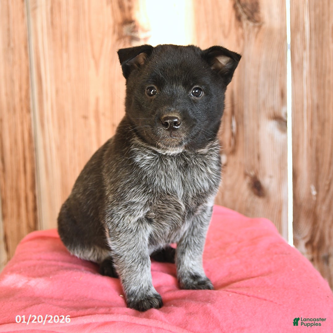 Australian Cattle Dog dogs for sale: Marty - Ad 3