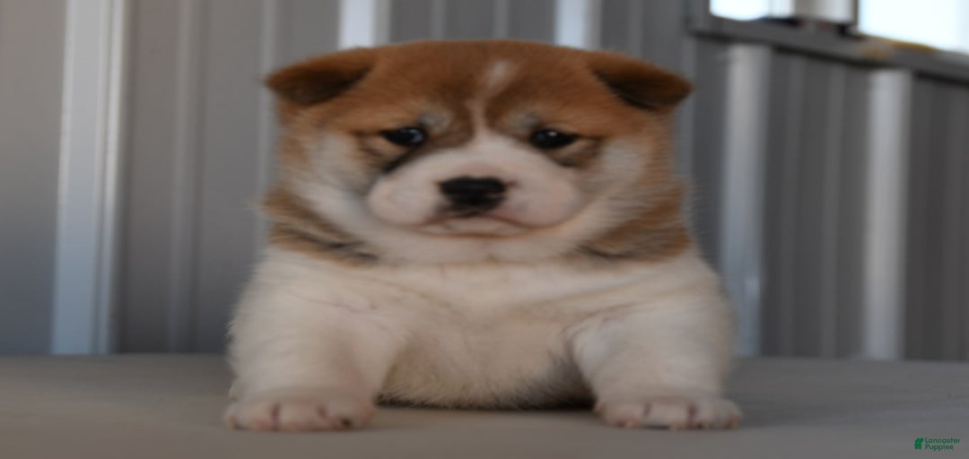 Gallery Image {{count}}