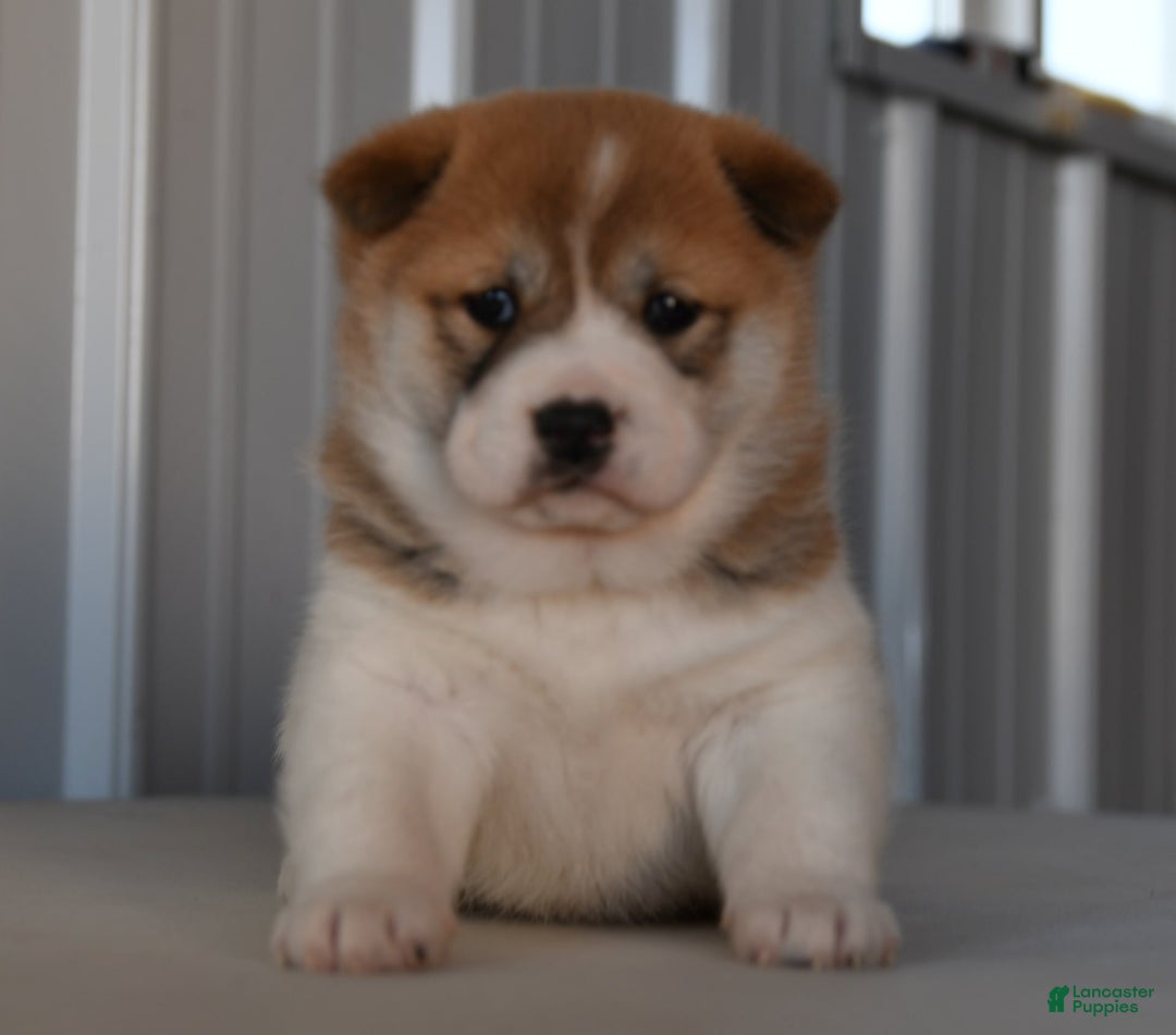 Gallery Image {{count}}