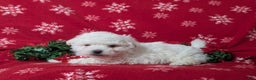 Bichon Frise dogs for sale: Bolton - Ad 5