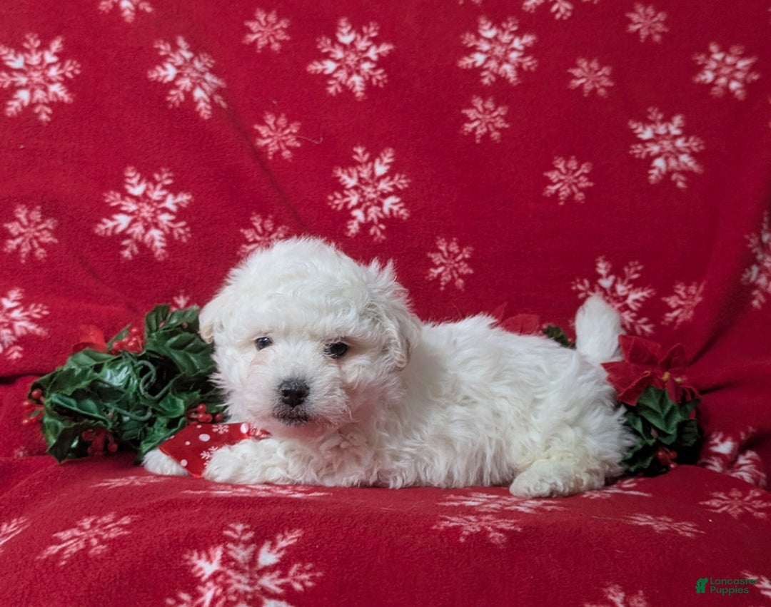 Bichon Frise dogs for sale: Bolton - Ad 5
