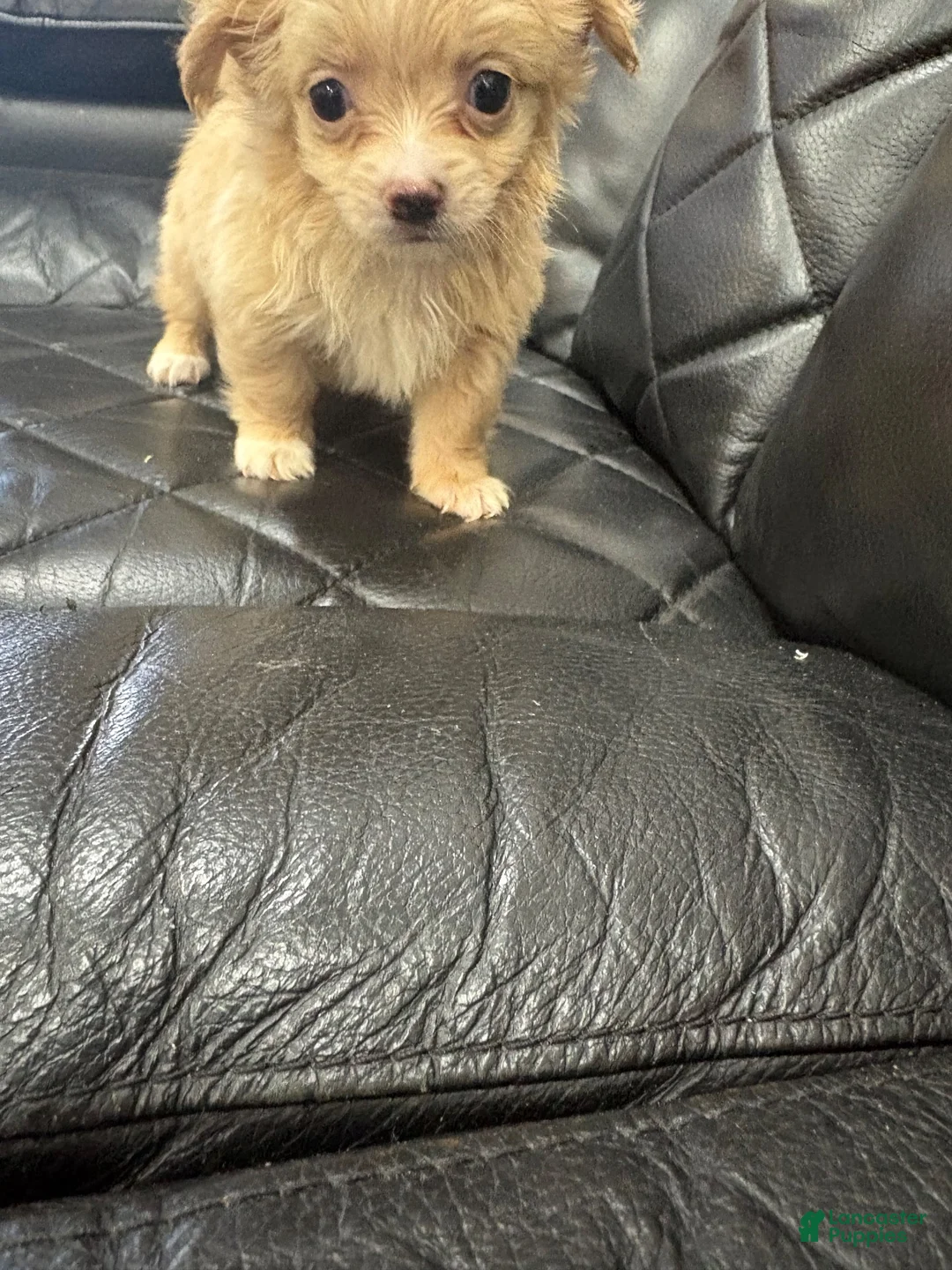 Morkie dogs for sale: Morkie 3 - Ad 1