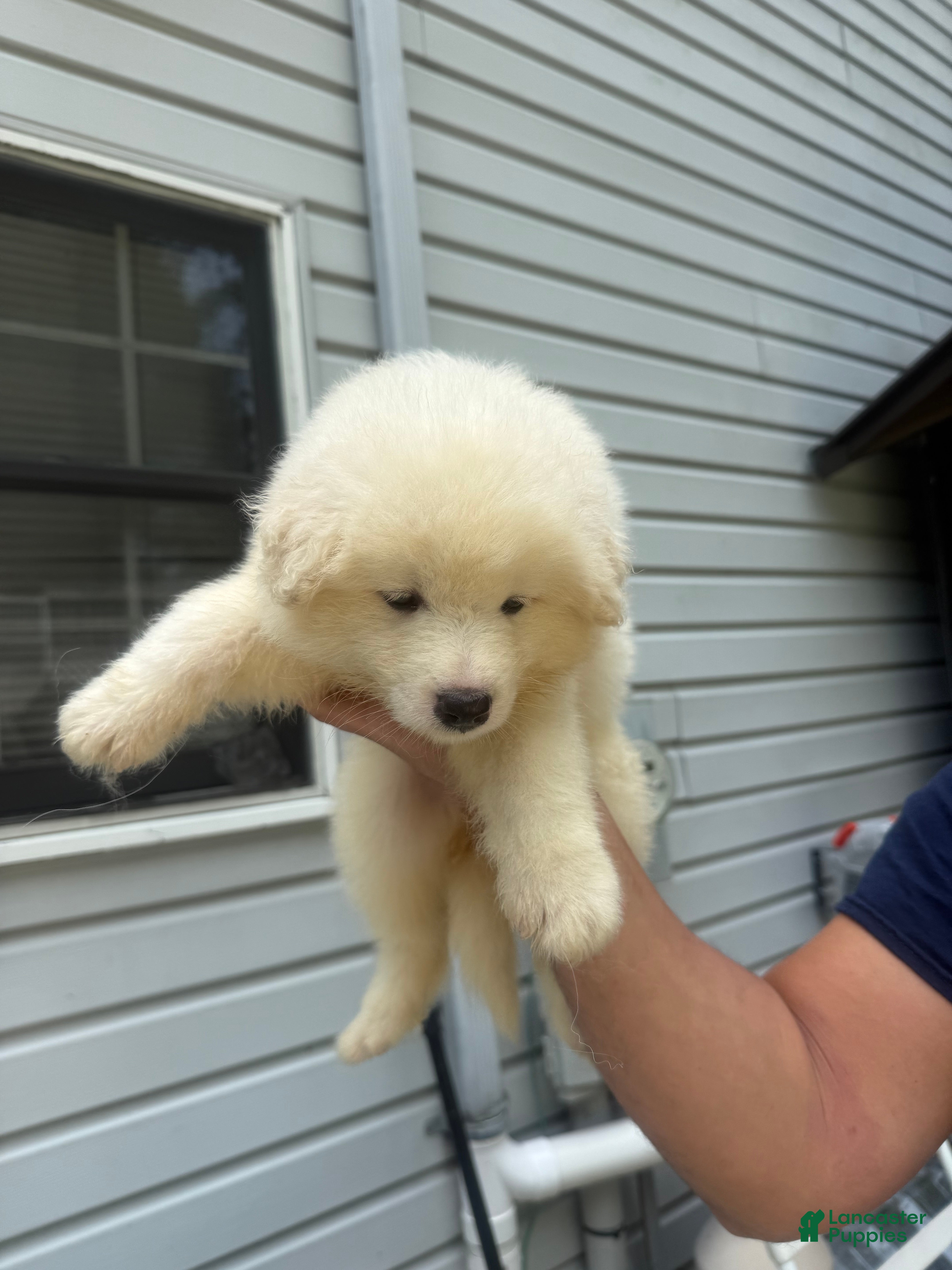Samoyed dogs  2 - Ad 17