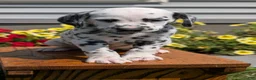 Dalmatian dogs for sale: Rusty - Ad 2