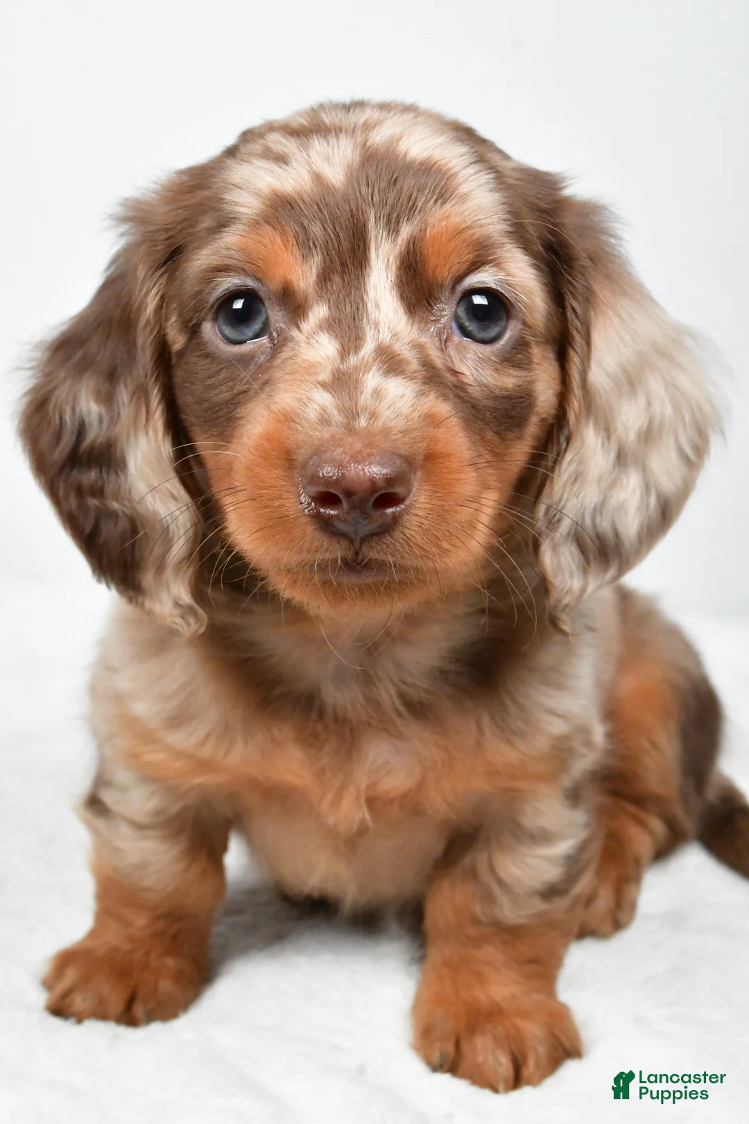 Miniature Dachshund dogs for sale: Murphy - Ad 2