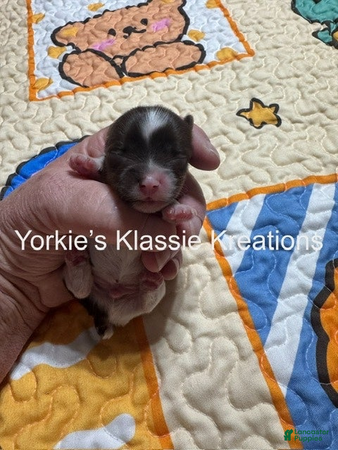 Yorkshire Terrier dogs for sale: KADEN - Ad 2