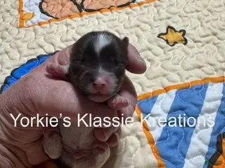 Yorkshire Terrier dogs for sale: KADEN - Ad 2