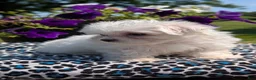 Maltese dogs for sale: Trixie - Ad 9