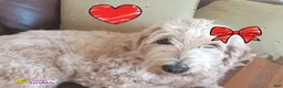 Mini Goldendoodle dogs for sale: Mountain Goldendoodle - Hazel - Ad 21