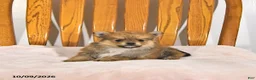 Pomeranian dogs for sale: Rex - Ad 2