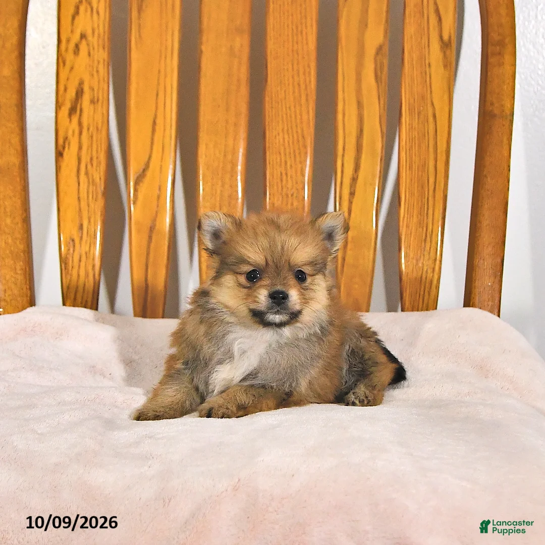 Pomeranian dogs for sale: Rex - Ad 2