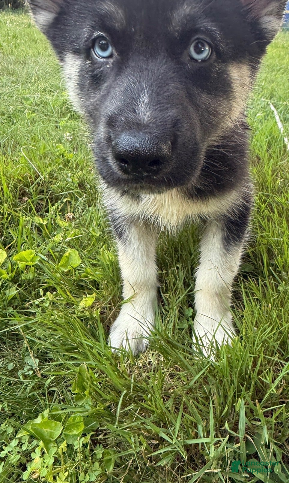 Mixed Breed dogs Blue - Ad 8