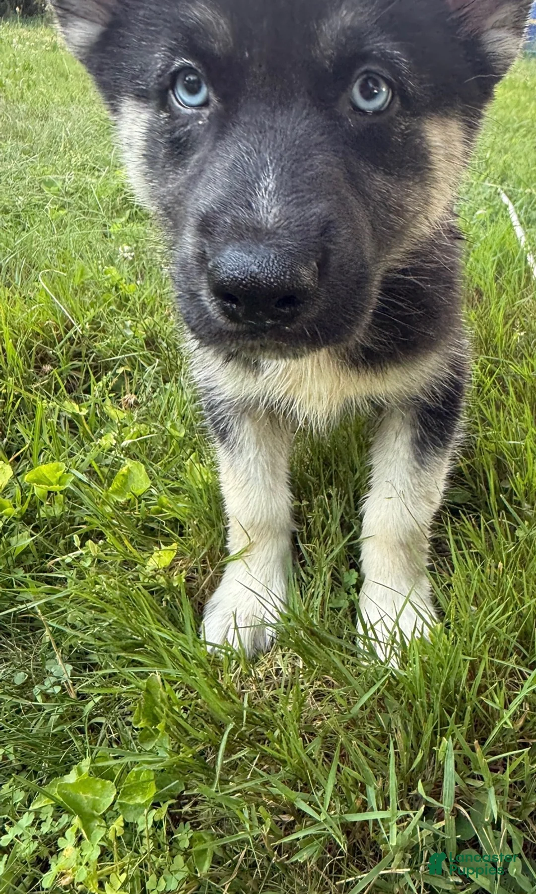 Mixed Breed dogs for sale: Blue - Ad 1