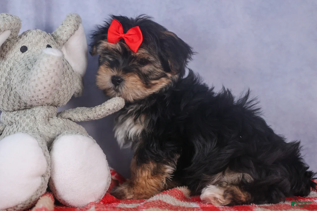 Morkie dogs for sale: Nash - Ad 21