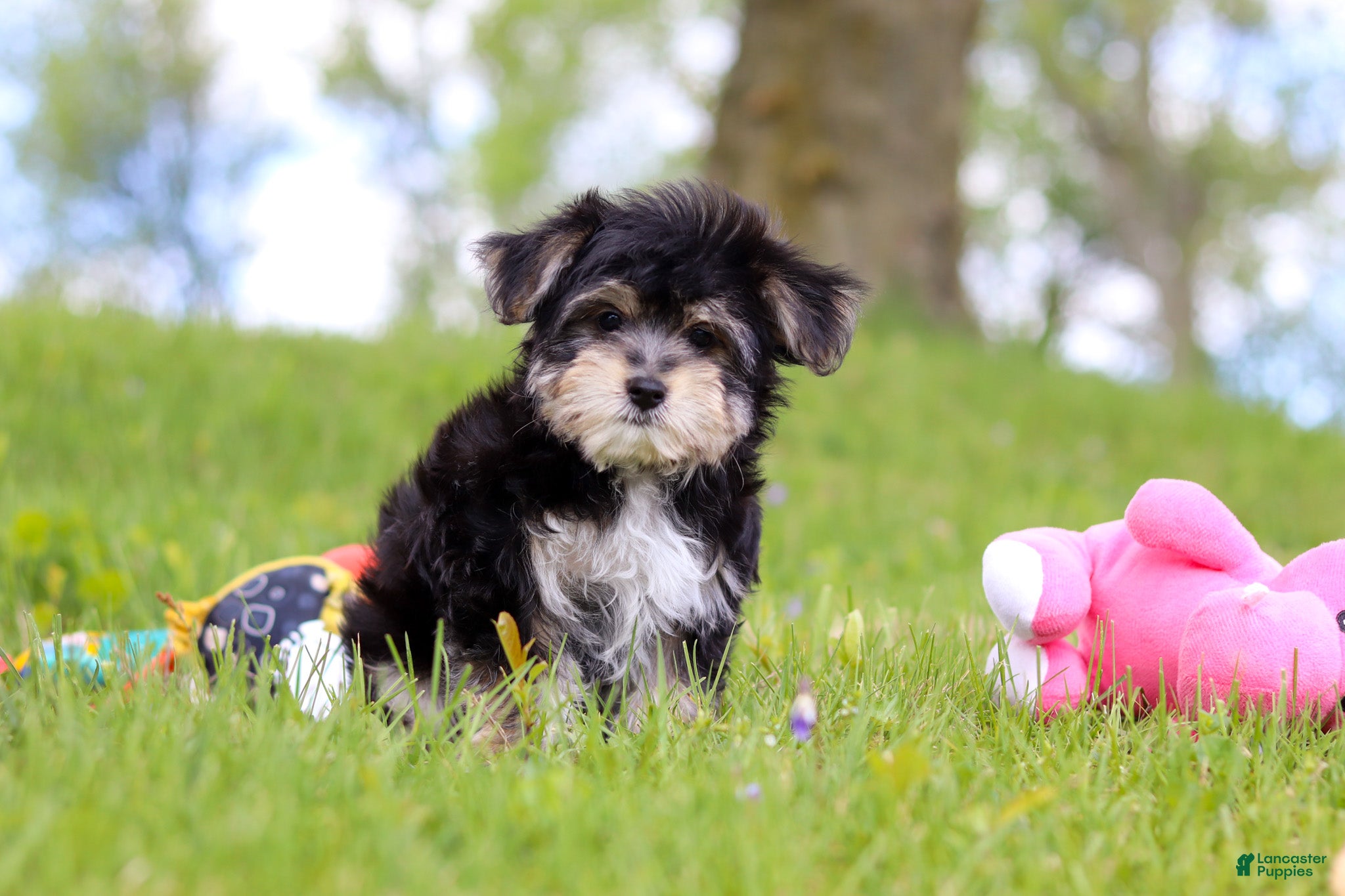 Morkie dogs Bruno - Ad 2