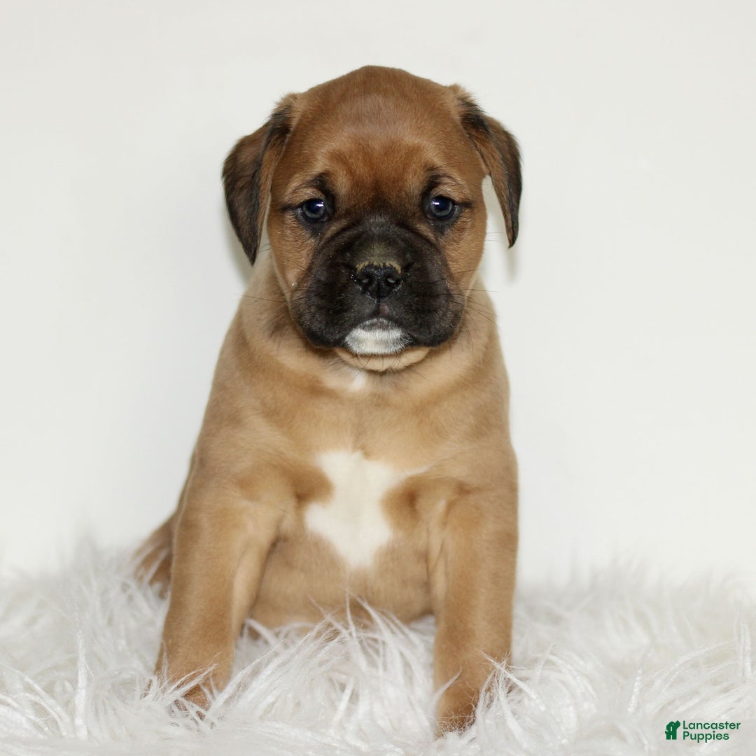 Mixed Breed dogs for sale: Dexter  - Ad 3
