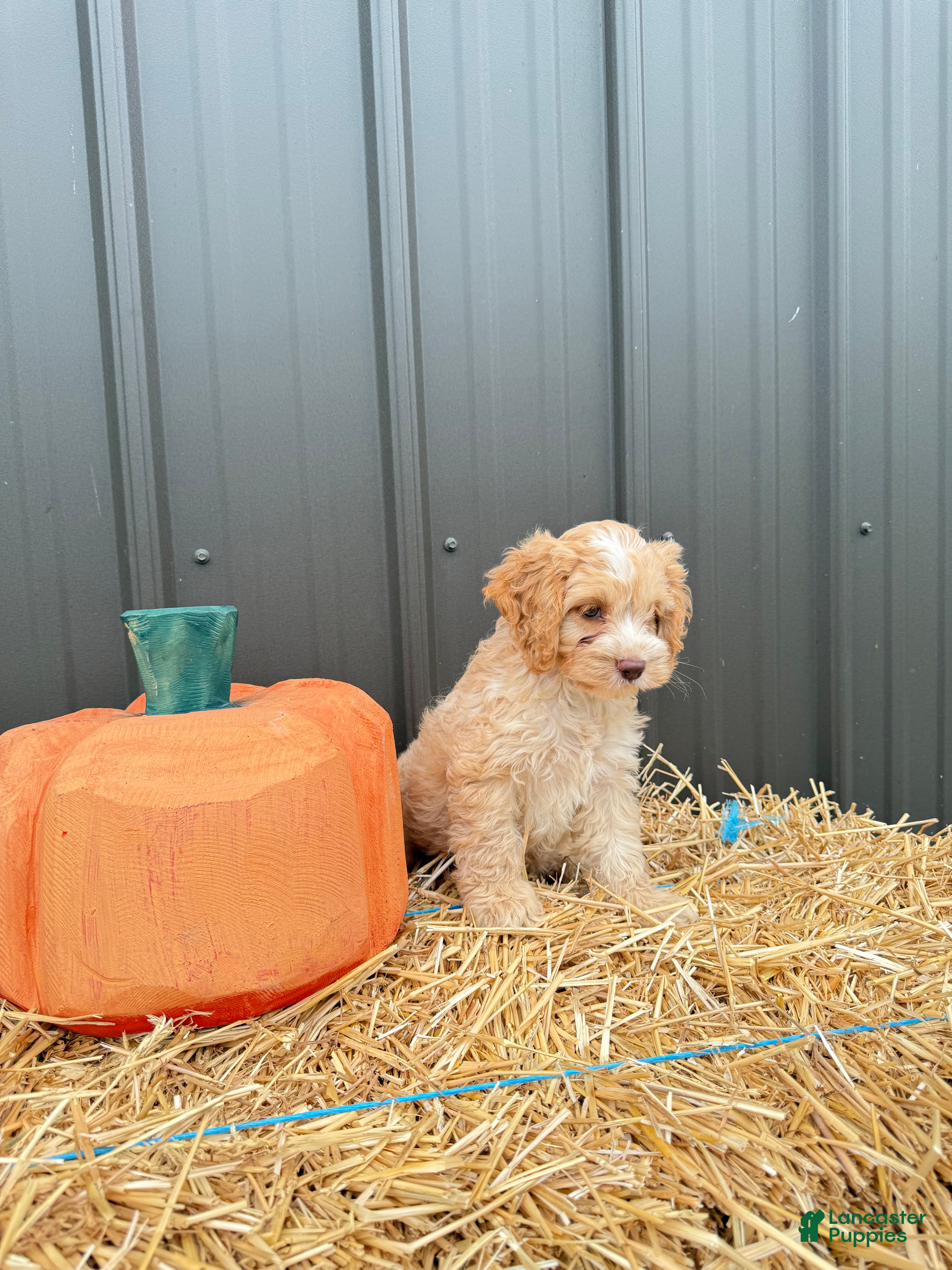 Cockapoo dogs Bailie - Ad 2