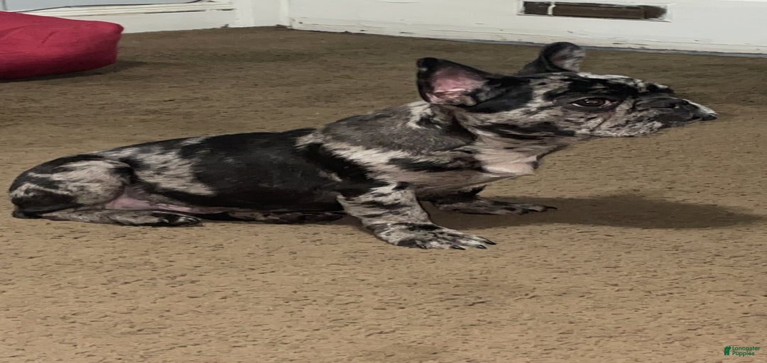 Gallery Image {{count}}