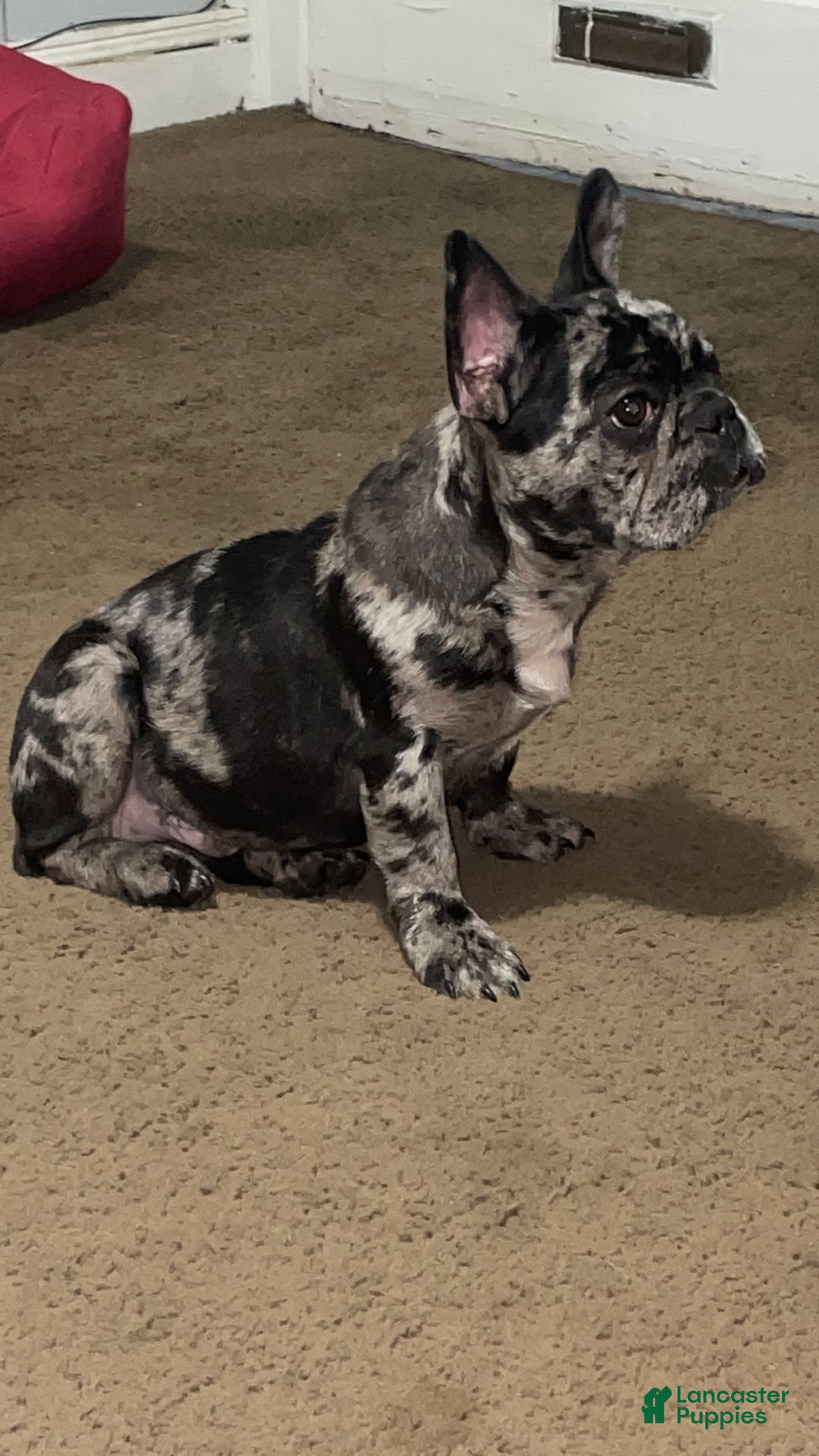 Gallery Image {{count}}