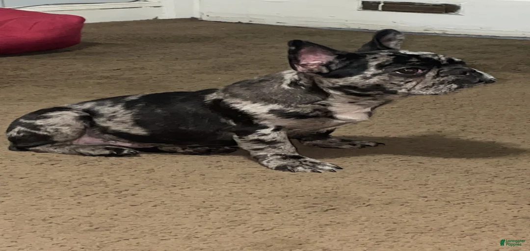 Gallery Image {{count}}