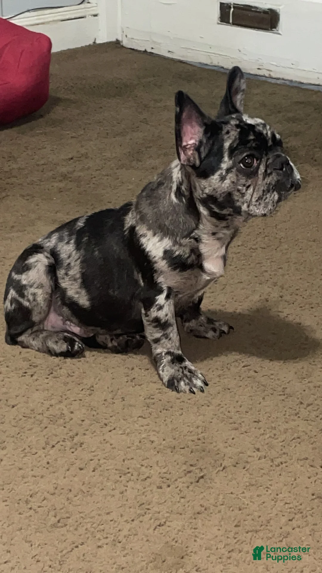 Gallery Image {{count}}