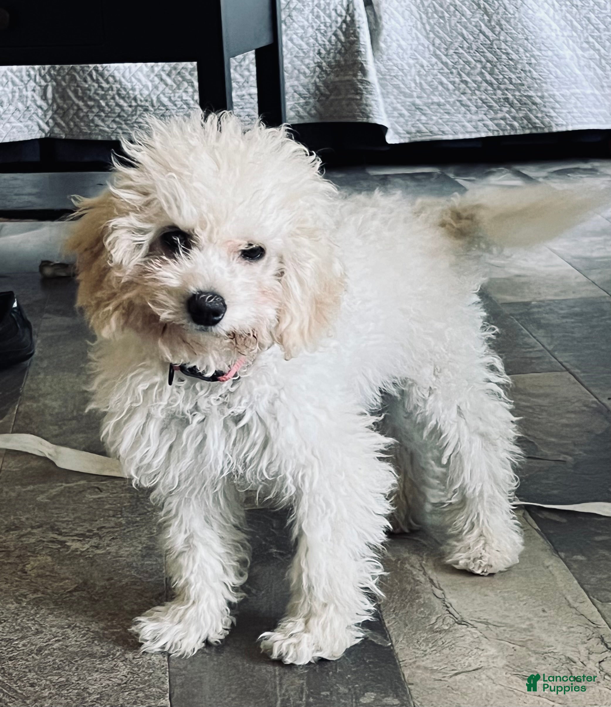 Cavapoo dogs Rosa  - Ad 2
