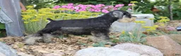 Miniature Schnauzer dogs for sale: Tucker - Ad 3