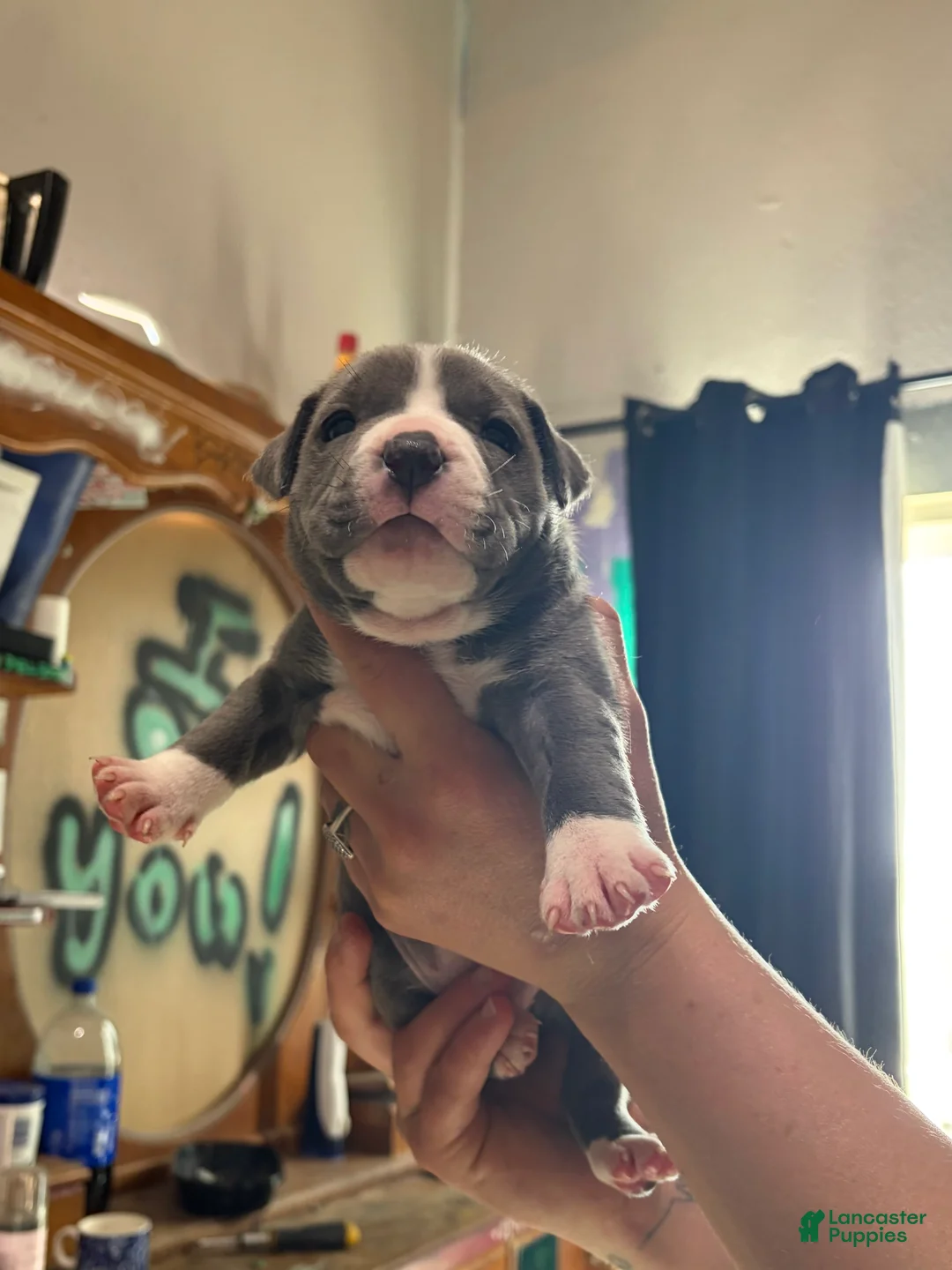 American Bully dogs for sale: American Bully Puppy 7 - Ad 2