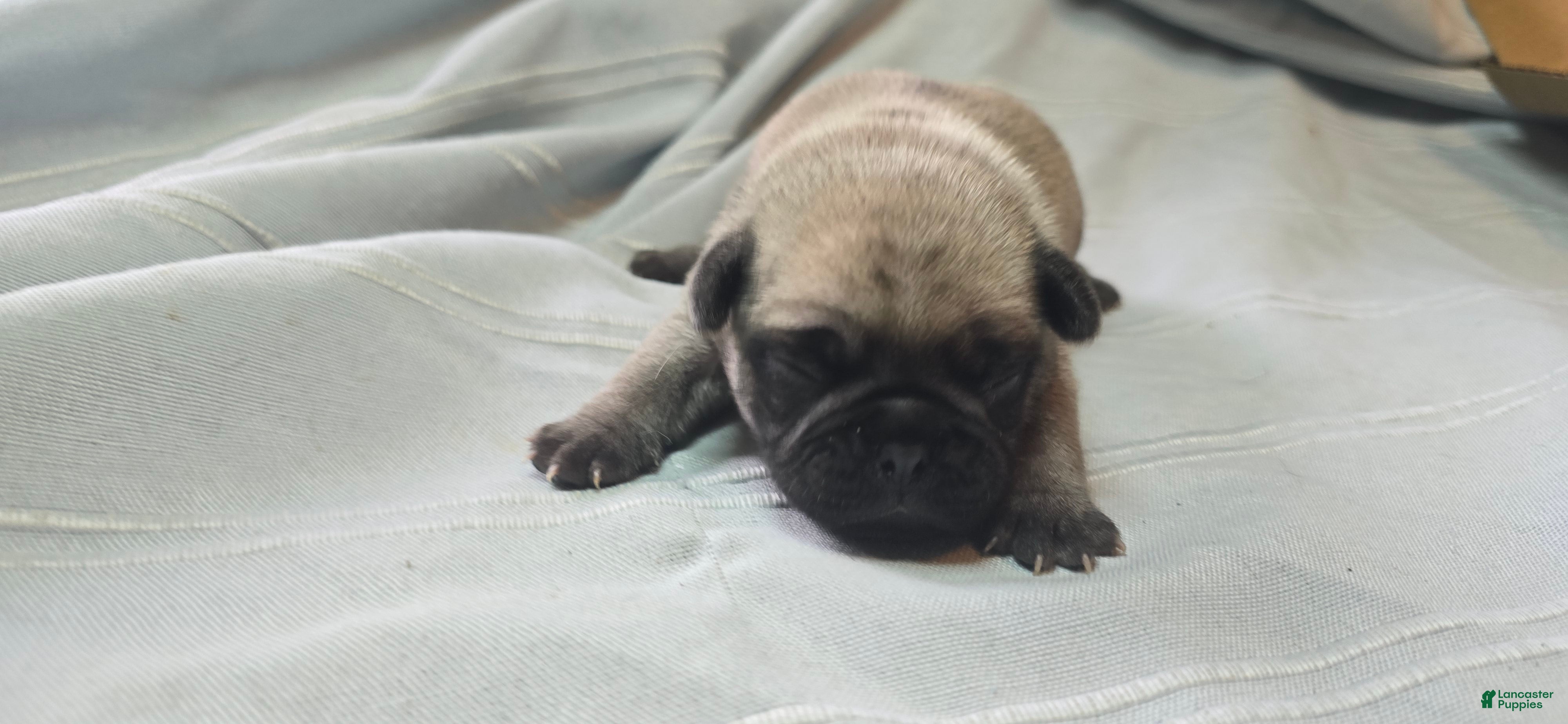 Pug dogs Manny - Ad 1