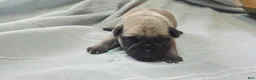 Pug dogs for sale: Manny - Ad 1