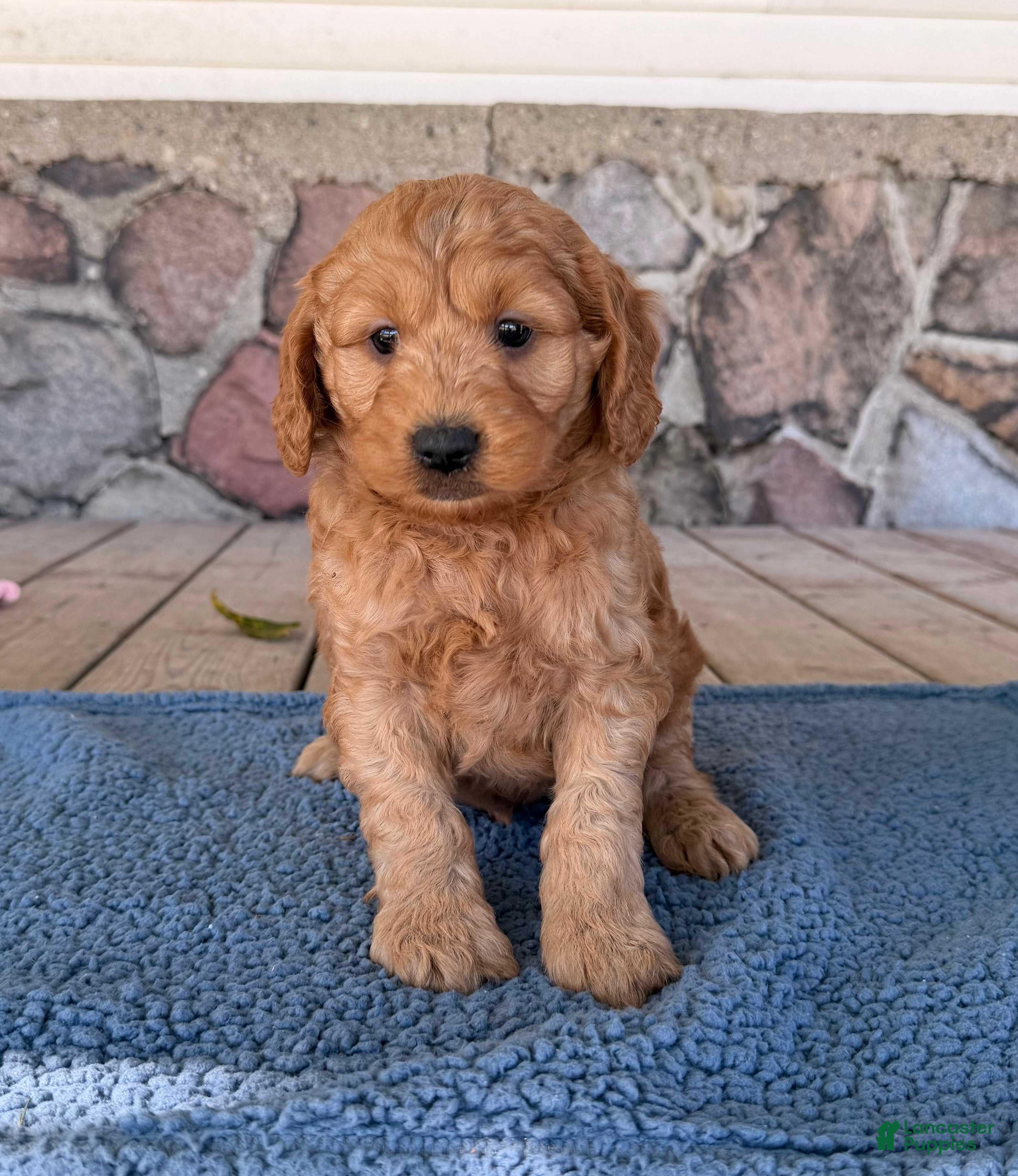 Mini Goldendoodle dogs Bud - Ad 1