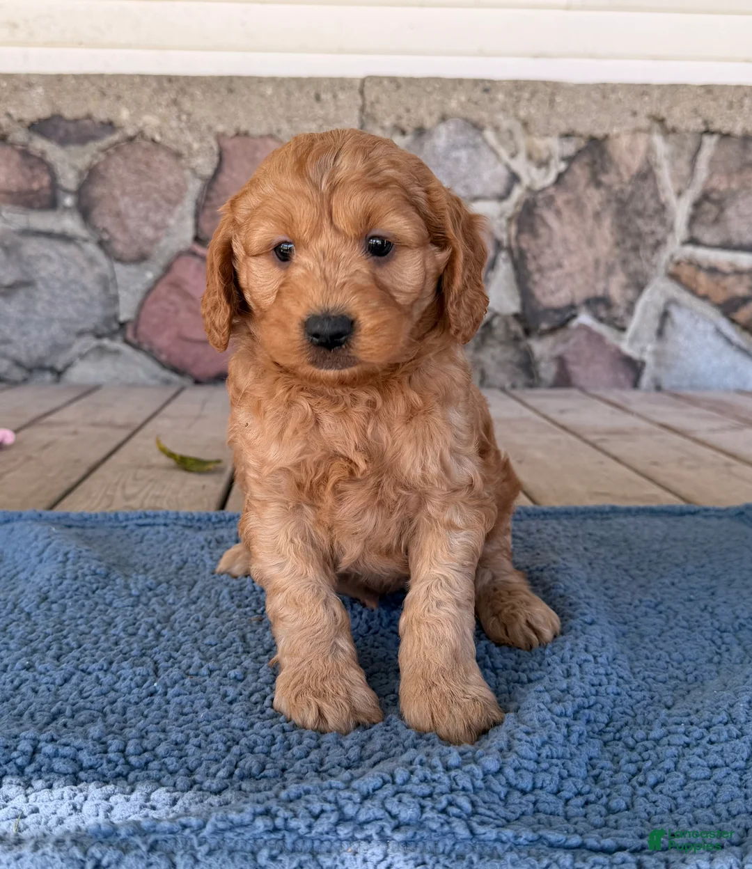 Mini Goldendoodle dogs for sale: Bud - Ad 1