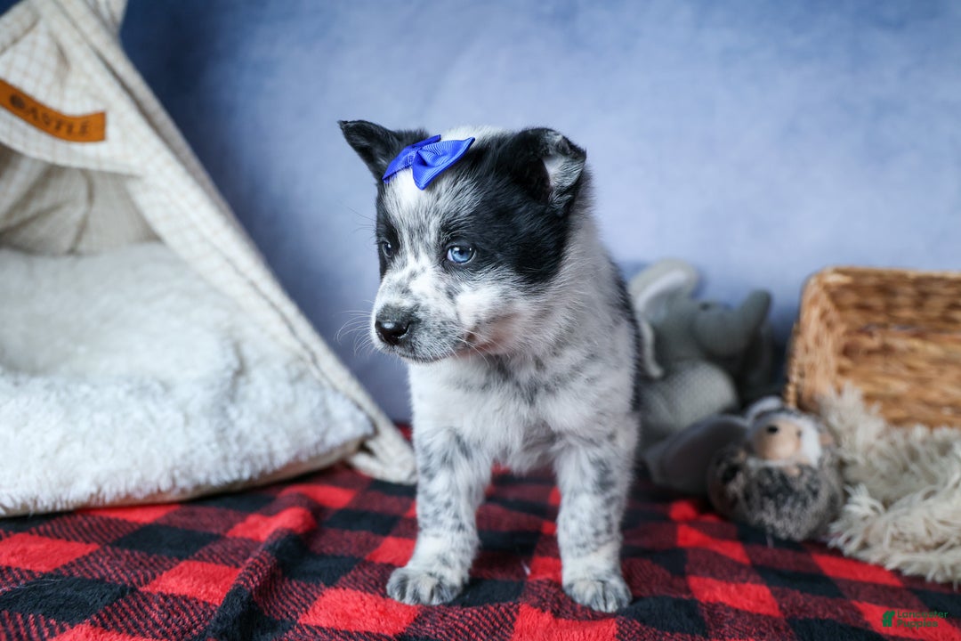 Mixed Breed dogs for sale: DIAMOND - Ad 4