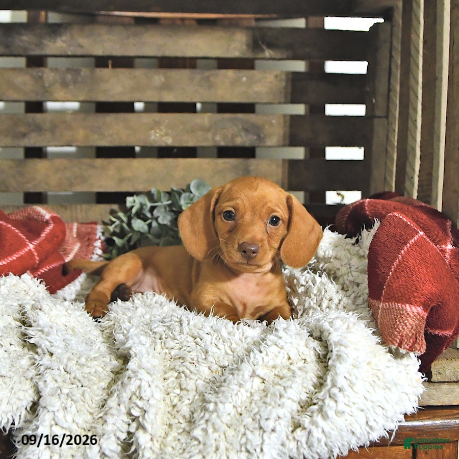 Miniature Dachshund dogs Jackson - Ad 1