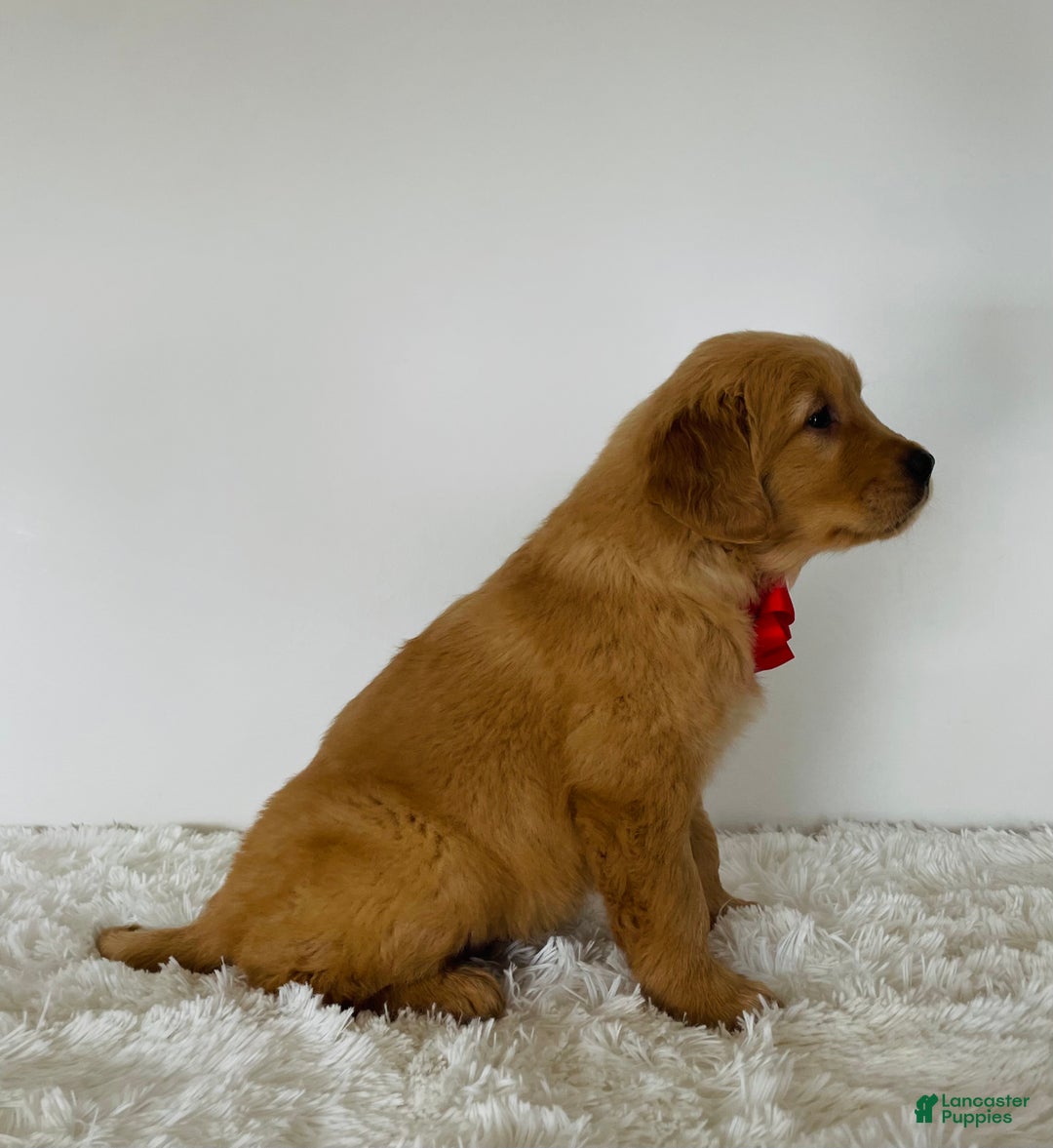 Golden Retriever dogs for sale: Shiloh - Ad 4