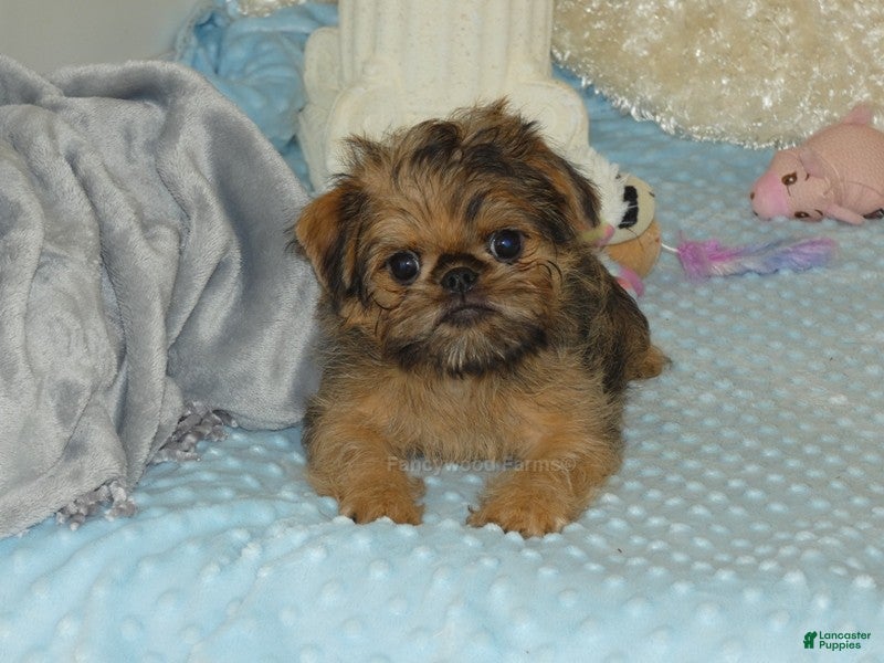 Brussels Griffon dogs Bonnie - AKC - Ad 2