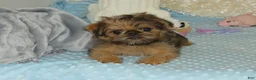 Brussels Griffon dogs for sale: Bonnie - AKC - Ad 2