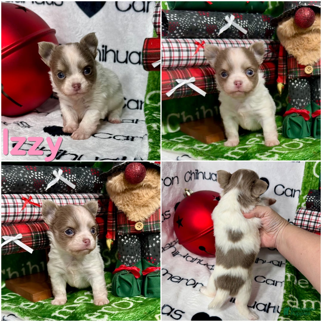 Chihuahua dogs for sale: Tiny Izzy Lavender LC - Ad 6