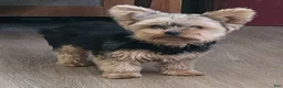 Yorkshire Terrier dogs for sale: Zach - Ad 4