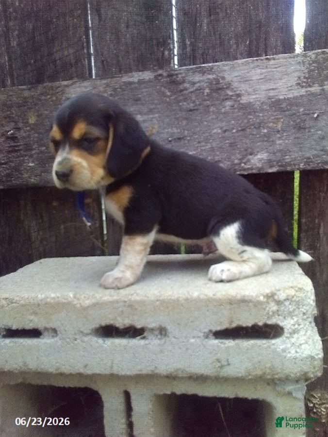 Beagle dogs Sam - Ad 5