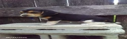 Beagle dogs for sale: Sam - Ad 1