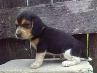 Beagle dogs Sam - Ad 5