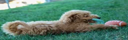Mini Goldendoodle dogs for sale: MAX - Ad 5