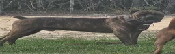 Cane Corso dogs for sale: Cane Corso 2 - Ad 29