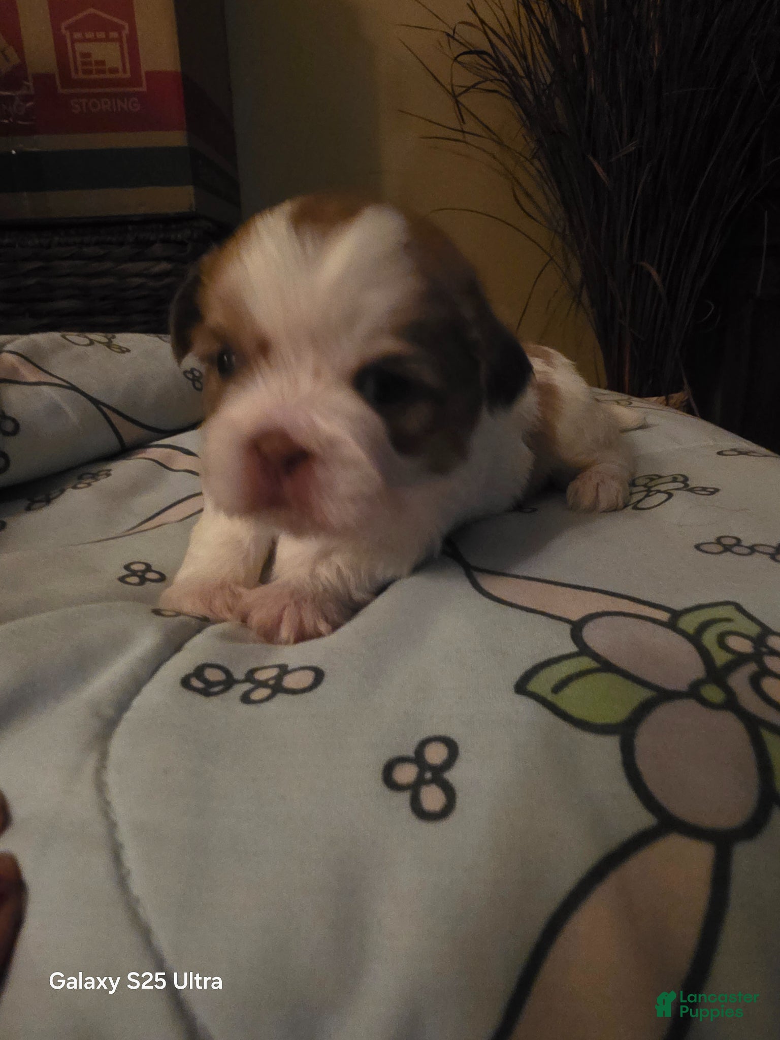 Shih Tzu dogs Shih Tzu Puppy 3 - Ad 39