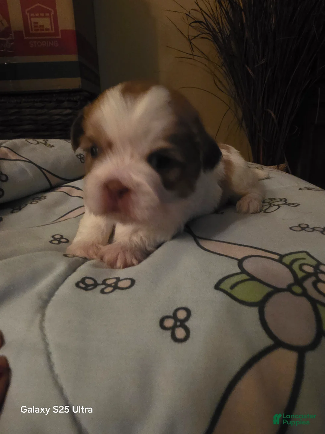 Shih Tzu dogs for sale: Shih Tzu Puppy 3 - Ad 1