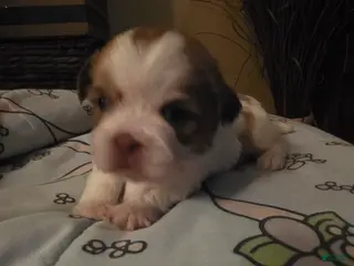 Shih Tzu dogs Shih Tzu Puppy 3 - Ad 35