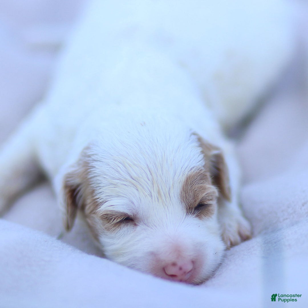 Goldendoodle dogs for sale: Odette - Ad 17