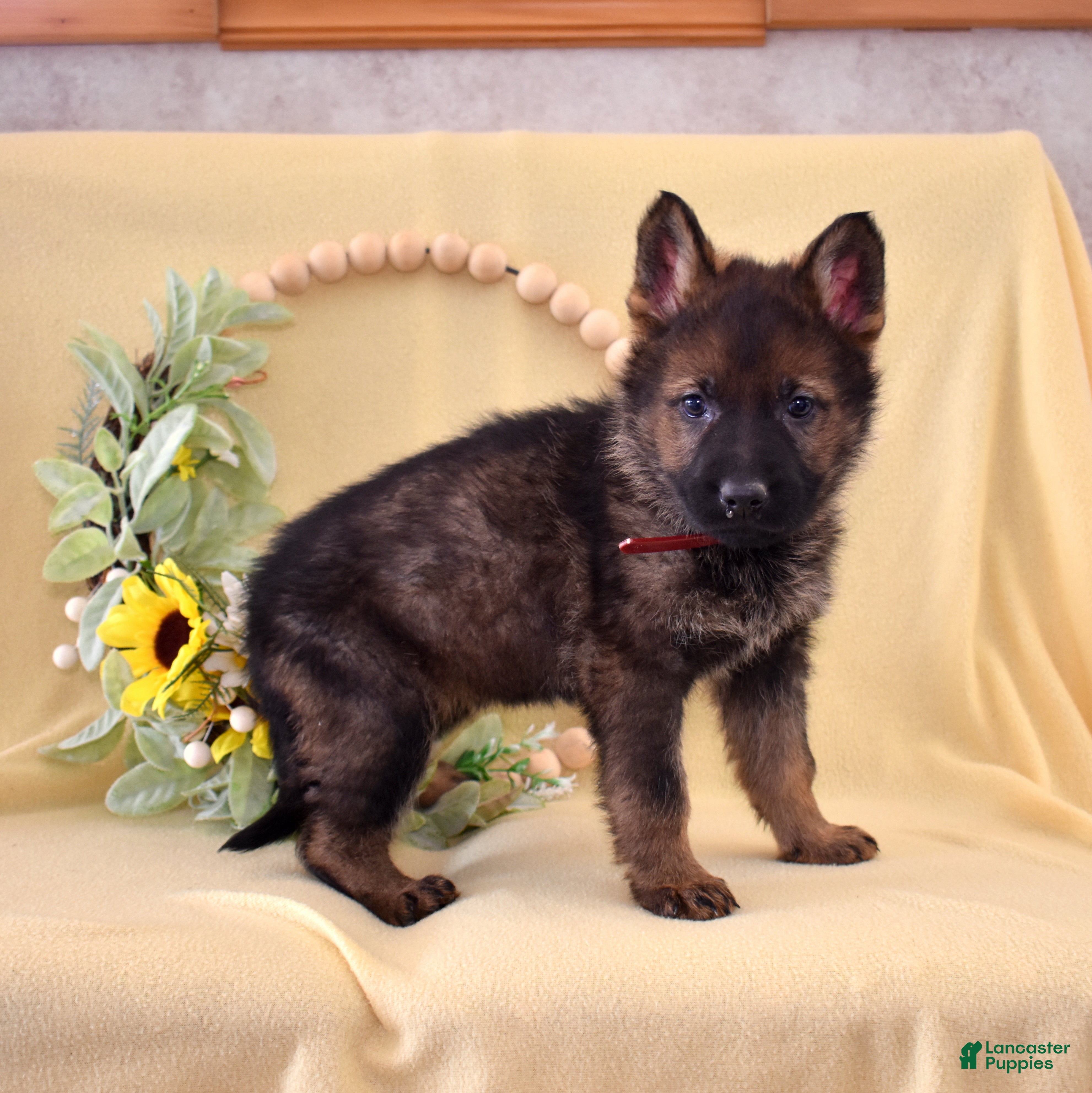 German Shepherd dogs Summer - Ad 2