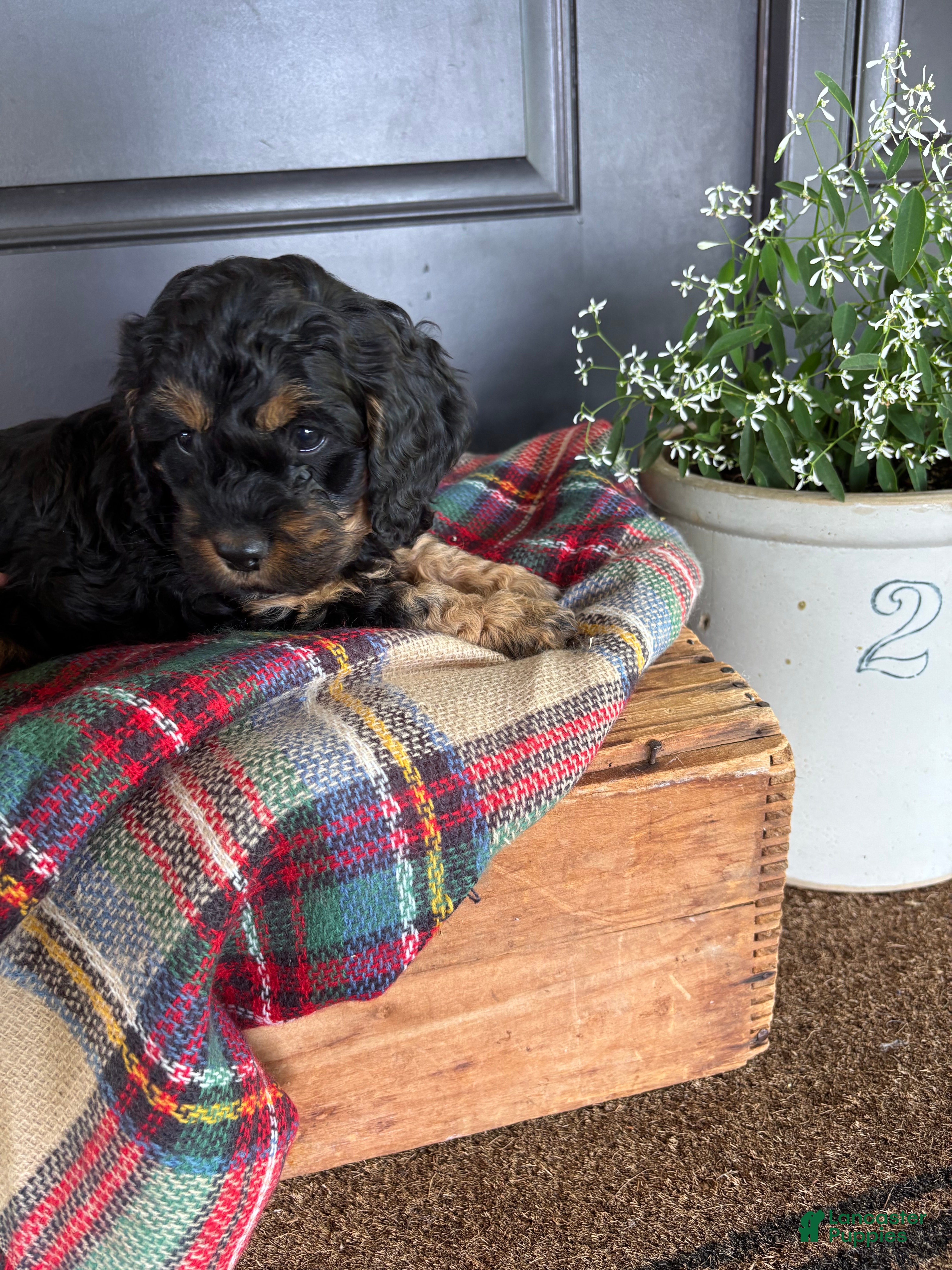 Cockapoo dogs for sale: Crickett  - Ad 3